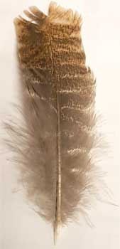 Barred Wing Smudging Feather 12"